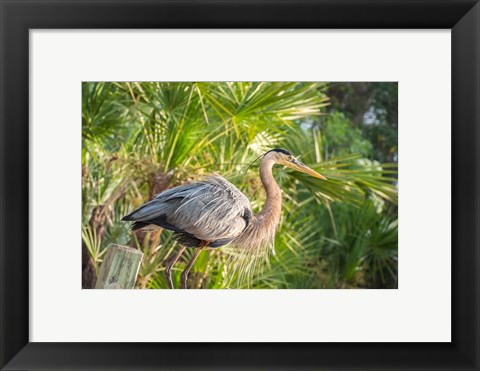 Framed Great Blue Heron at Gatorland Print