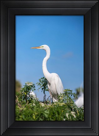 Framed Florida Orlando Great Blue Heron Print