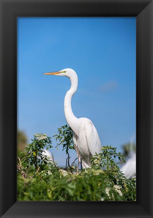 Framed Florida Orlando Great Blue Heron Print