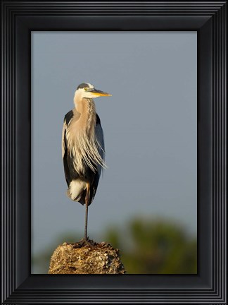 Framed Great Blue Heron bird, Viera wetlands, Florida Print