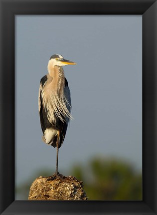 Framed Great Blue Heron bird, Viera wetlands, Florida Print