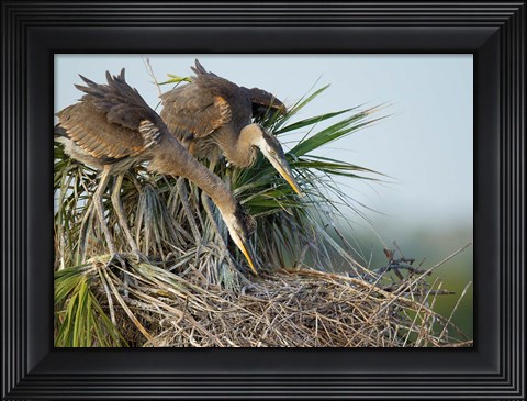 Framed Great Blue Heron chicks in nest looking for bugs, Florida Print