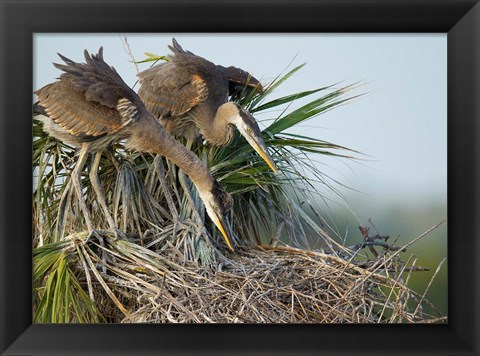 Framed Great Blue Heron chicks in nest looking for bugs, Florida Print