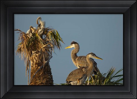Framed Great Blue Heron bird, Viera wetlands, Florida Print