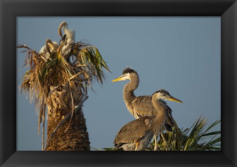 Framed Great Blue Heron bird, Viera wetlands, Florida Print