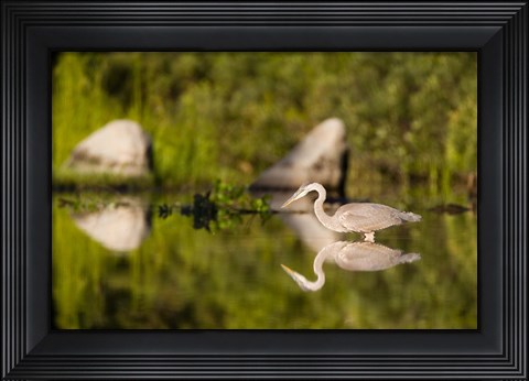 Framed Great Blue Heron Feeds in Katahdin Lake, Maine, Print