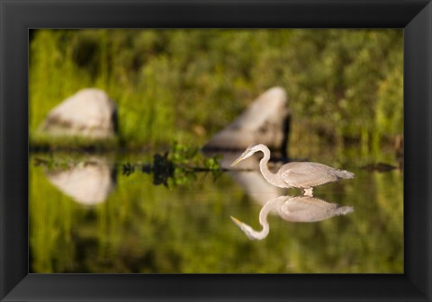 Framed Great Blue Heron Feeds in Katahdin Lake, Maine, Print