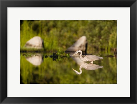 Framed Great Blue Heron Feeds in Katahdin Lake, Maine, Print