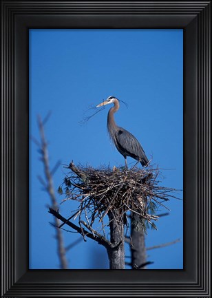 Framed Great Blue Heron bird, Lubberland Creek, NH Print