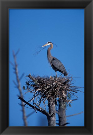 Framed Great Blue Heron bird, Lubberland Creek, NH Print