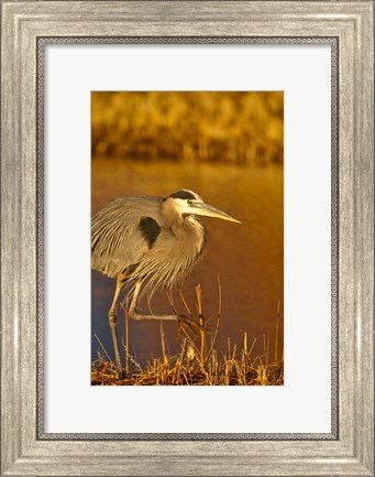 Framed Great Blue Heron bird, Bosque del Apache, New Mexico Print