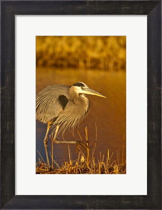 Framed Great Blue Heron bird, Bosque del Apache, New Mexico Print