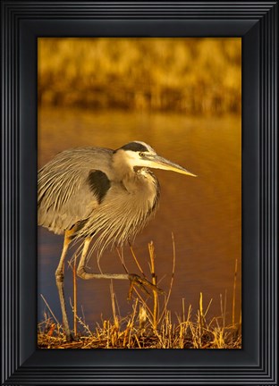 Framed Great Blue Heron bird, Bosque del Apache, New Mexico Print