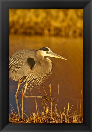 Framed Great Blue Heron bird, Bosque del Apache, New Mexico Print