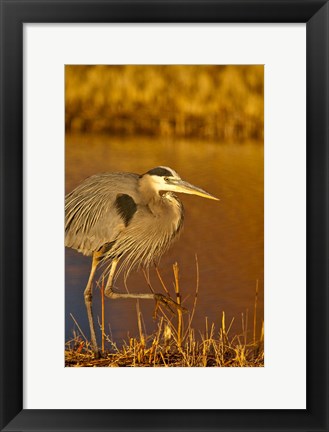 Framed Great Blue Heron bird, Bosque del Apache, New Mexico Print