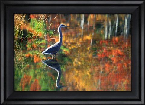 Framed Great Blue Heron in Fall Reflection, Adirondacks, New York Print