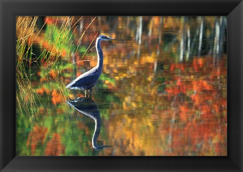 Framed Great Blue Heron in Fall Reflection, Adirondacks, New York Print