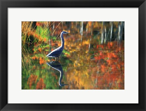 Framed Great Blue Heron in Fall Reflection, Adirondacks, New York Print