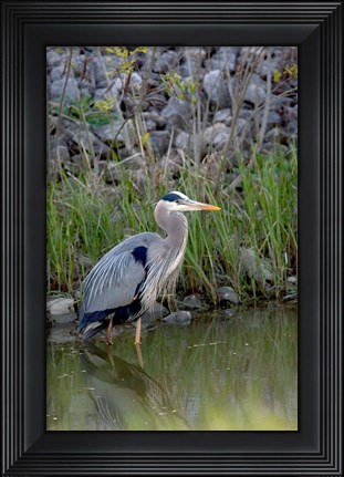 Framed Great Blue Heron bird Maumee Bay Refuge, Ohio Print