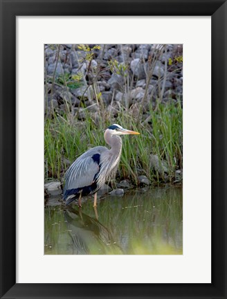 Framed Great Blue Heron bird Maumee Bay Refuge, Ohio Print