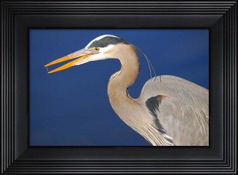 Framed Great Blue Heron bird, Commonwealth Lake Park, Beaverton, Oregon Print