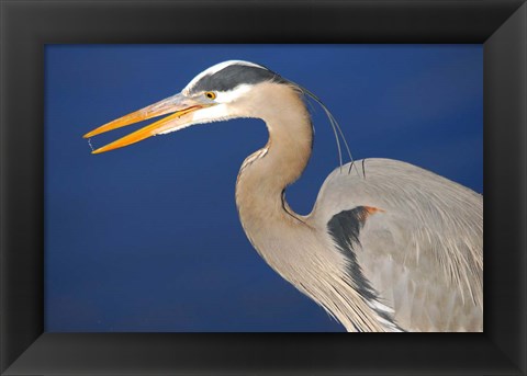 Framed Great Blue Heron bird, Commonwealth Lake Park, Beaverton, Oregon Print