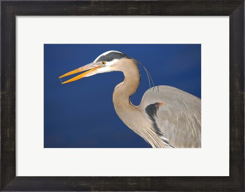 Framed Great Blue Heron bird, Commonwealth Lake Park, Beaverton, Oregon Print