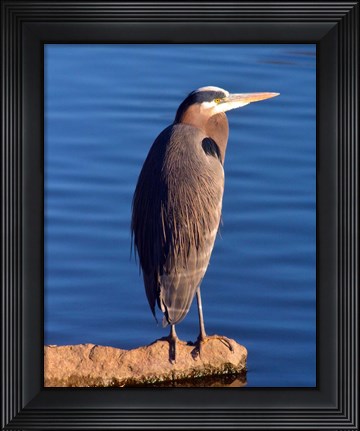 Framed Great Blue Heron in the Rhododendron Garden, Portland, Oregon Print