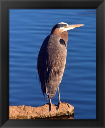 Framed Great Blue Heron in the Rhododendron Garden, Portland, Oregon Print