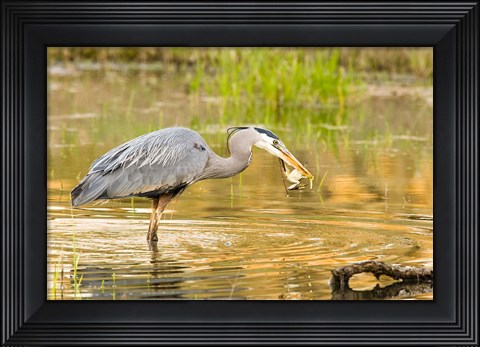 Framed Great Blue Heron bird, William L Finley NWR, OR Print