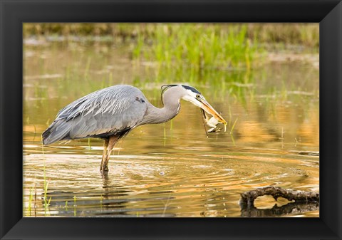 Framed Great Blue Heron bird, William L Finley NWR, OR Print