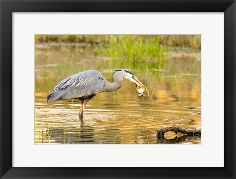 Framed Great Blue Heron bird, William L Finley NWR, OR Print