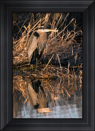 Framed OR, Baskett Slough NWR, Great Blue Heron bird Print