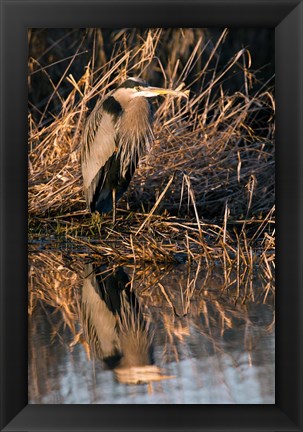 Framed OR, Baskett Slough NWR, Great Blue Heron bird Print