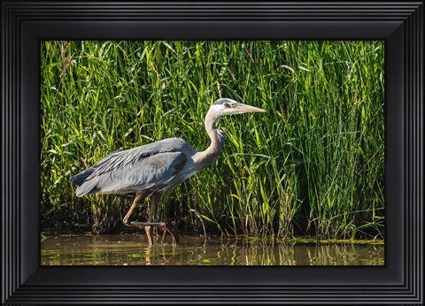 Framed Oregon, Baskett Slough, Great Blue Heron bird Print