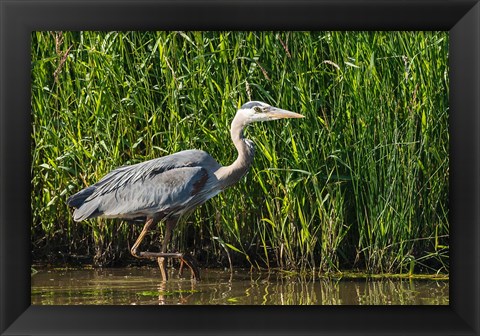 Framed Oregon, Baskett Slough, Great Blue Heron bird Print