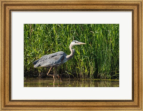 Framed Oregon, Baskett Slough, Great Blue Heron bird Print