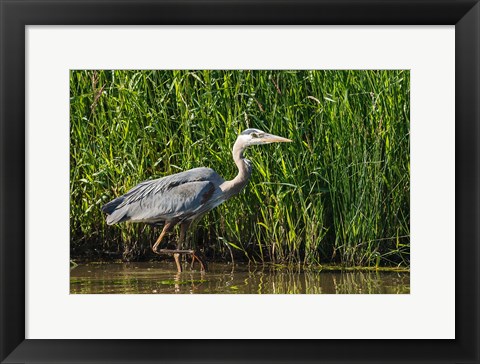 Framed Oregon, Baskett Slough, Great Blue Heron bird Print