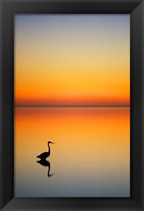 Framed Great Blue Heron at Sunset, Port Aransas, Texas Print