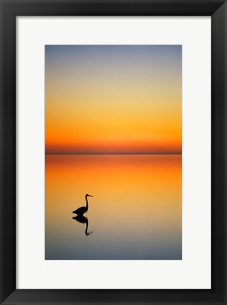 Framed Great Blue Heron at Sunset, Port Aransas, Texas Print