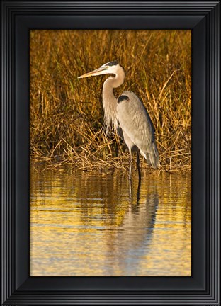 Framed Great Blue Heron standing in Salt Marsh Print