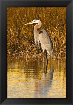 Framed Great Blue Heron standing in Salt Marsh Print