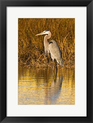 Framed Great Blue Heron standing in Salt Marsh Print