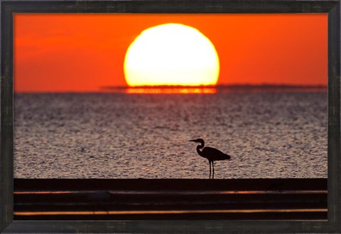 Framed Sunset, Great Blue Heron, Laguna Madre, Texas Print