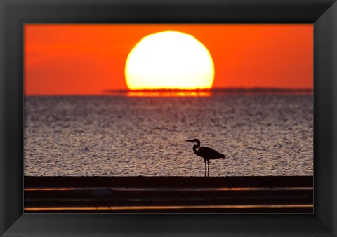 Framed Sunset, Great Blue Heron, Laguna Madre, Texas Print