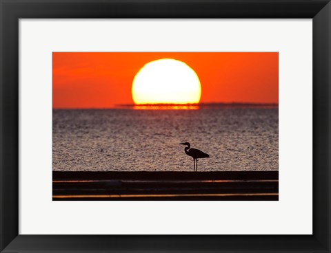 Framed Sunset, Great Blue Heron, Laguna Madre, Texas Print