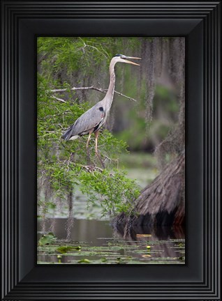 Framed Great Blue Heron bird, Caddo Lake, Texas Print