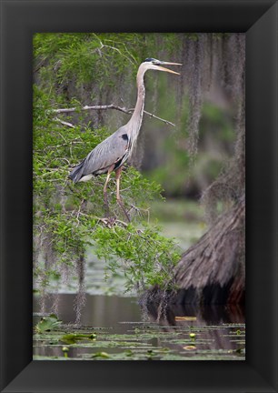 Framed Great Blue Heron bird, Caddo Lake, Texas Print