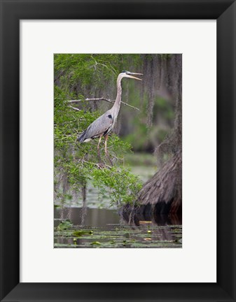 Framed Great Blue Heron bird, Caddo Lake, Texas Print