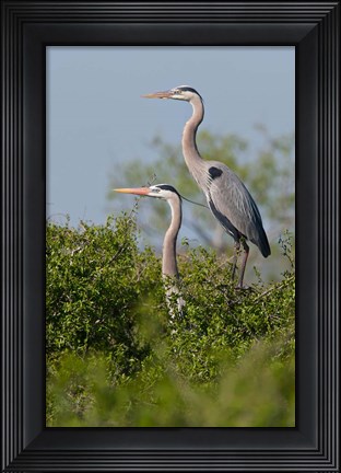 Framed Great Blue Heron, pair in habitat, Texas Print